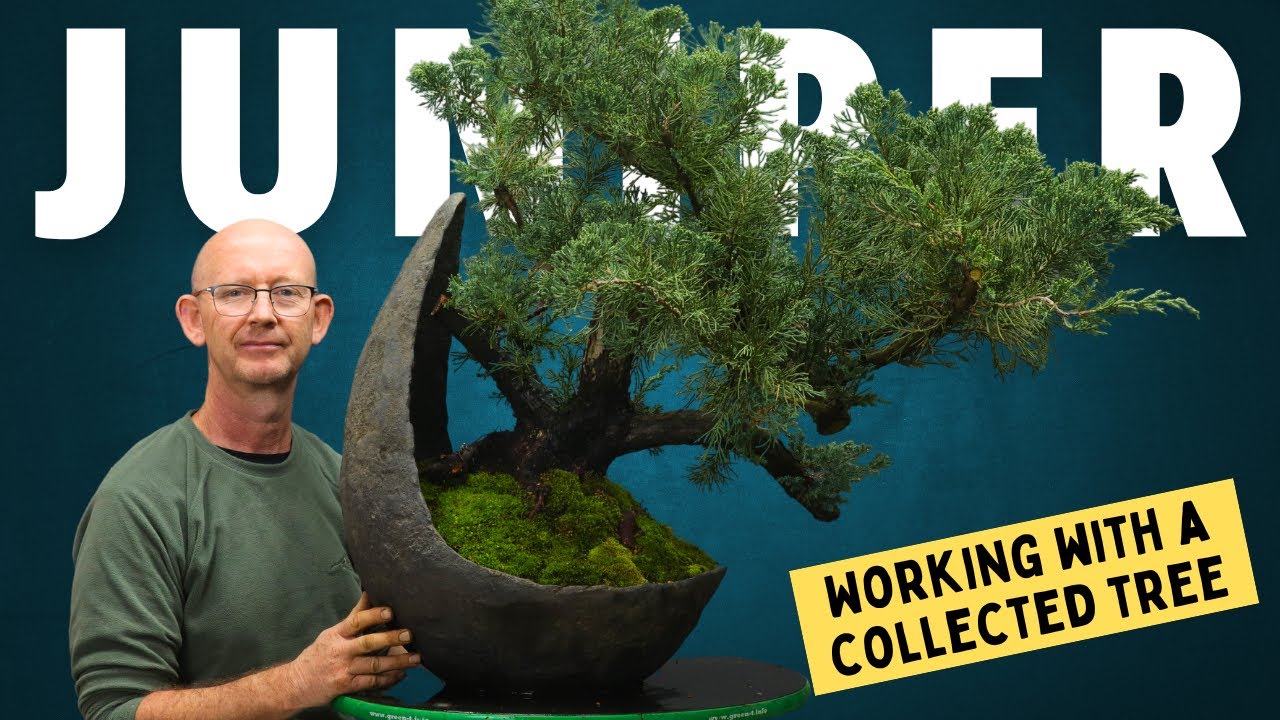 Juniper bonsai: Working with a collected tree