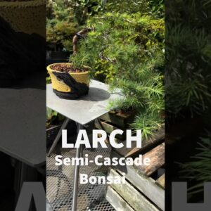 Larch Semi-Cascade Bonsai