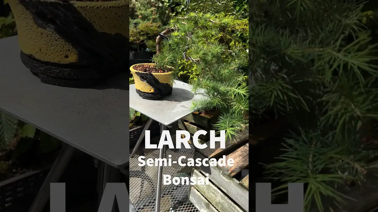 Larch Semi-Cascade Bonsai