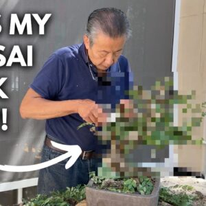 Let's Talk About Bonsai Ramification