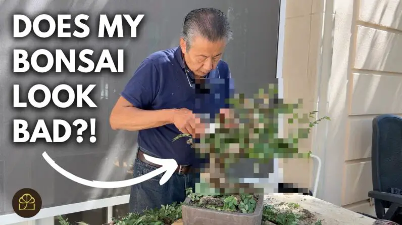 Let's Talk About Bonsai Ramification