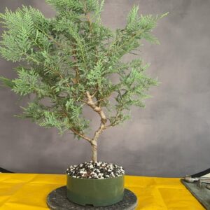 Leyland cypress Bonsai Demo. Part 1