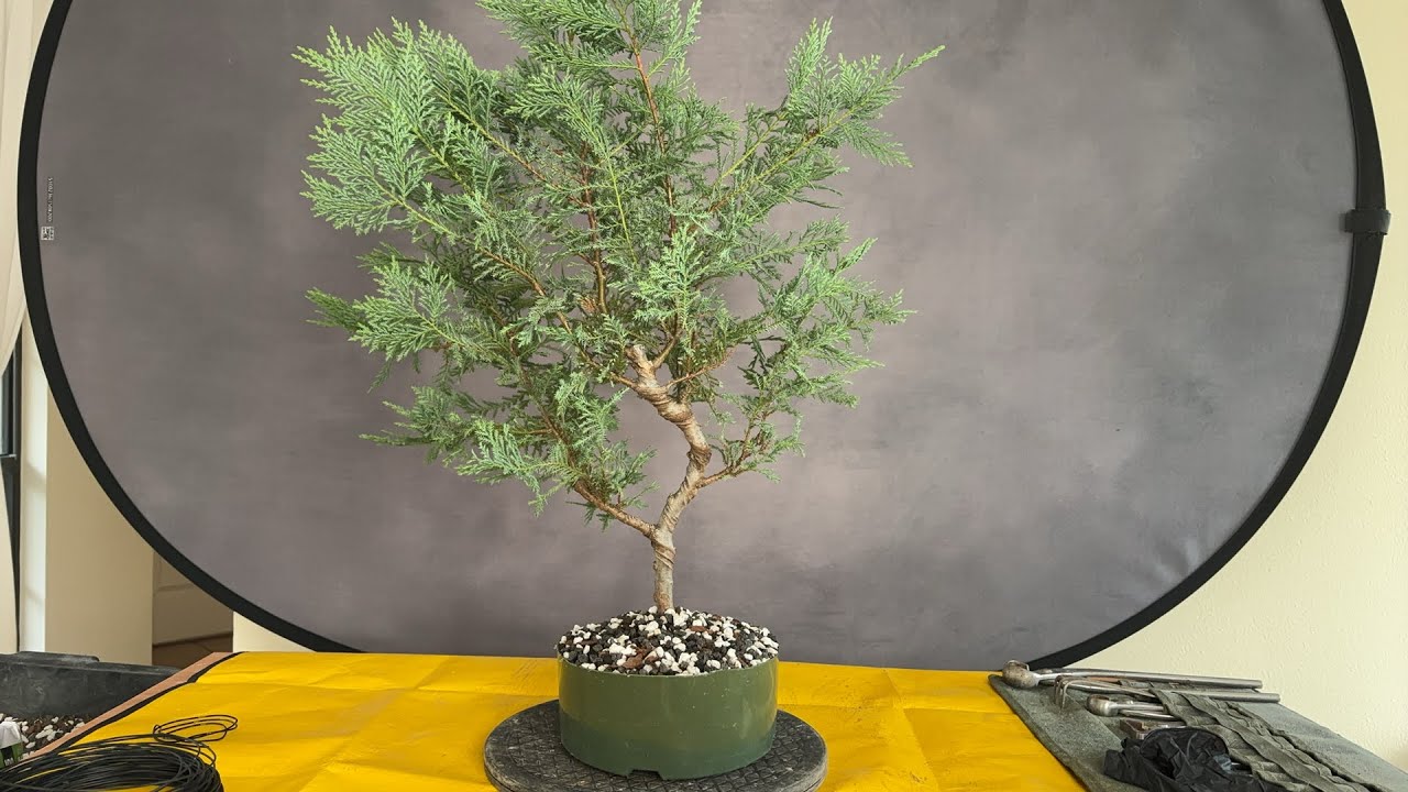 Leyland cypress Bonsai Demo. Part 1