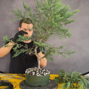 Leyland cypress Bonsai Demo. Part 2