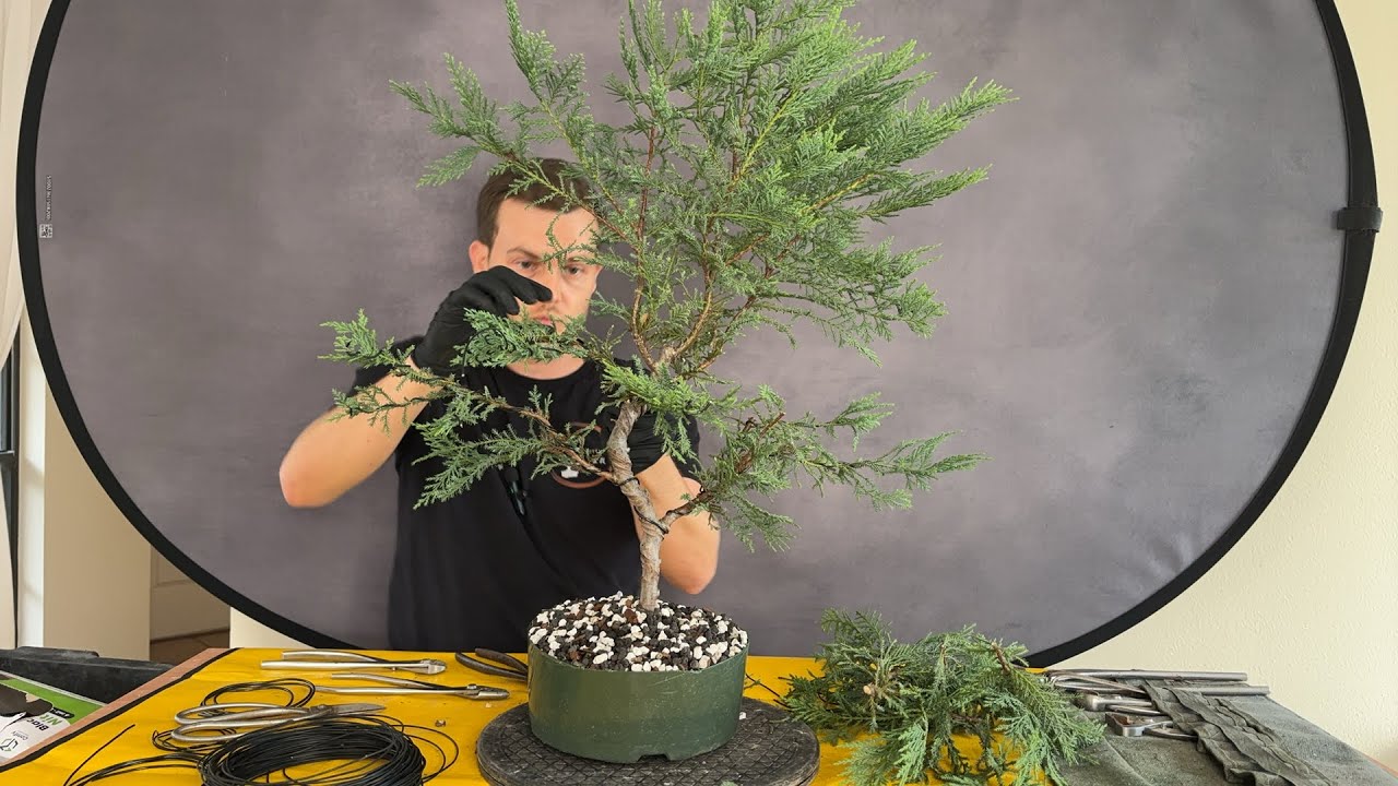 Leyland cypress Bonsai Demo. Part 2