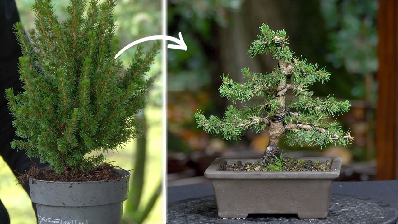 Low cost Bonsai ($6)