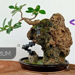 Making an Paludarium With Simple Islands