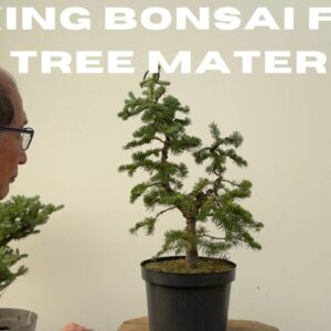 Making Bonsai From Fir Tree Material