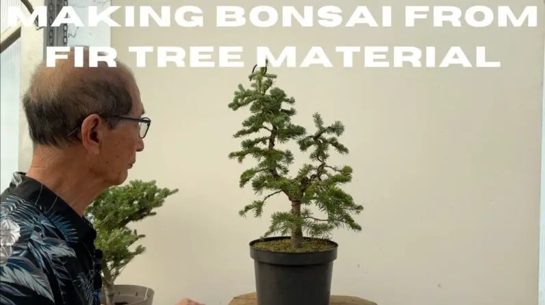 Making Bonsai From Fir Tree Material