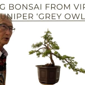 Making Bonsai From Virginia Juniper 'Grey Owl'