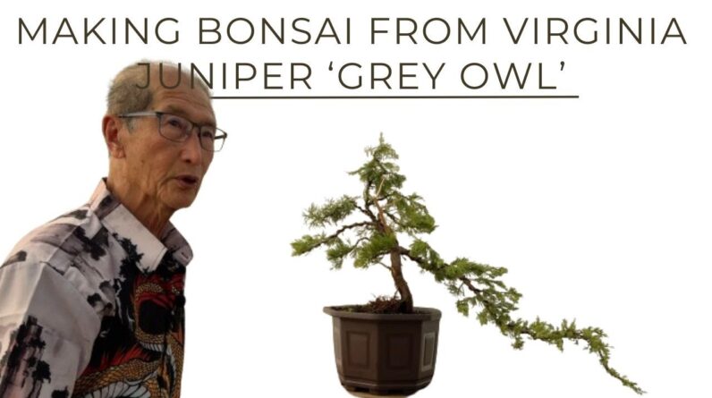 Making Bonsai From Virginia Juniper 'Grey Owl'