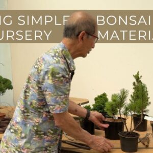 Making Simple Bonsai From Nursery Material