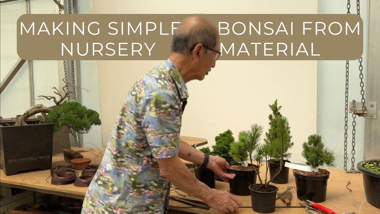 Making Simple Bonsai From Nursery Material