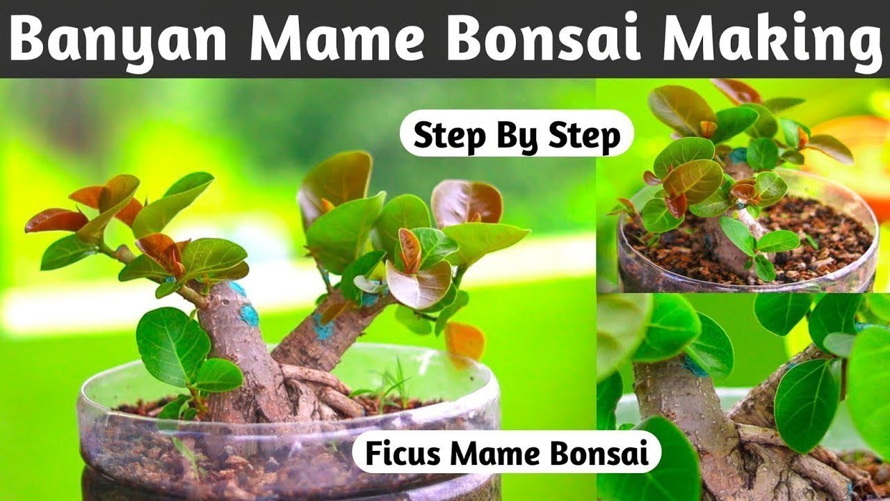 Mame Bonsai Making At Home 🌳