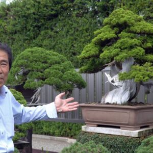 Masahiko Kimura's Bonsai garden