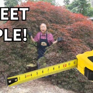 MASSIVE 16 feet wide maple tree styled as a bonsai! Watch what happens!