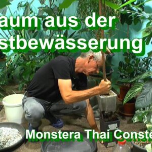 Kakaobaum umtopfen mineralisch und Versteigerung Monstera Thai Constellation im Dschungel