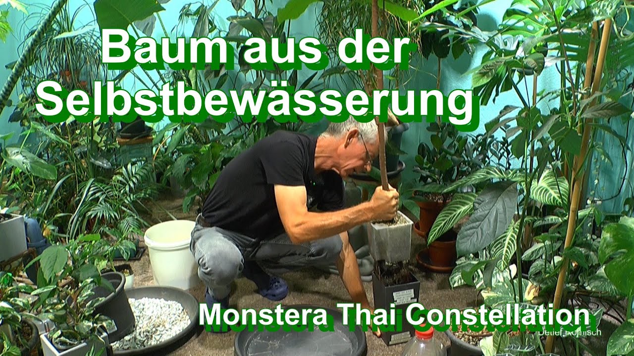 Kakaobaum umtopfen mineralisch und Versteigerung Monstera Thai Constellation im Dschungel