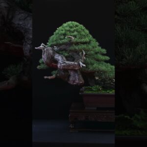 Miniature landscapes: Bonsai #art #miniature #bonsai #trees