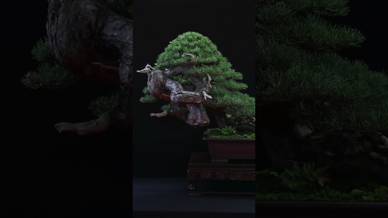 Miniature landscapes: Bonsai #art #miniature #bonsai #trees