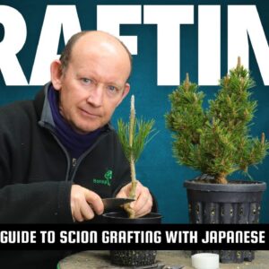 Grafting in bonsai: A definitive guide to scion grafting with Japanese Black Pine