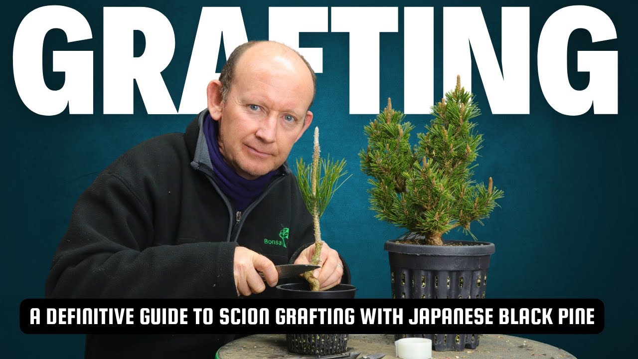 Grafting in bonsai: A definitive guide to scion grafting with Japanese Black Pine