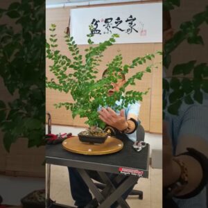 A quick haircut for an overgrown bonsai #bonsai #penjing #bonsaiforbeginners #tree #plant #plants