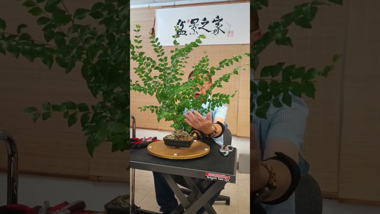 A quick haircut for an overgrown bonsai #bonsai #penjing #bonsaiforbeginners #tree #plant #plants