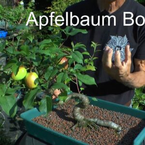 Apfel Malus Bonsai und was jetzt gemacht werden kann. Japanischer Ahorn Steckling bewurzelt