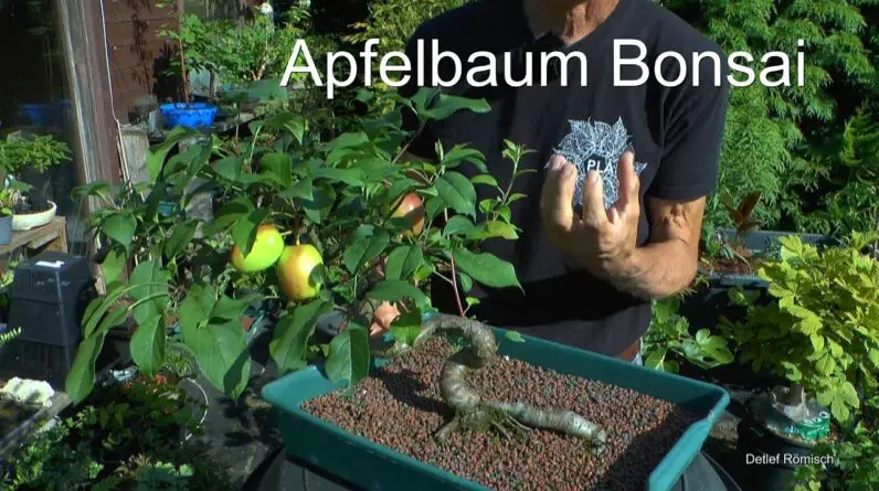 Apfel Malus Bonsai und was jetzt gemacht werden kann. Japanischer Ahorn Steckling bewurzelt