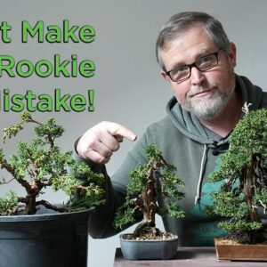 Bonsaify | The One Mistake All Bonsai Beginners Make: Here's How to Avoid It!