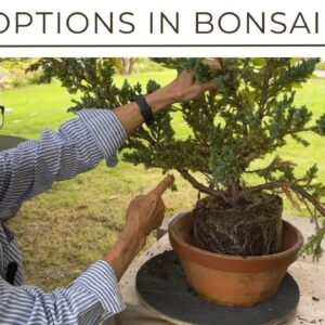 Options for Creating Bonsai