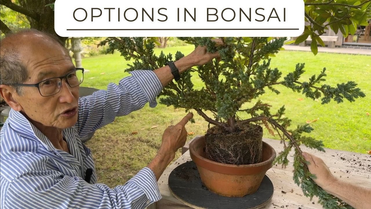 Options for Creating Bonsai