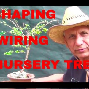 Unlocking the Secrets: Japanese Fuji Cherry Bonsai Tree Transformation  Part 2, Iqbal Khan bonsai,