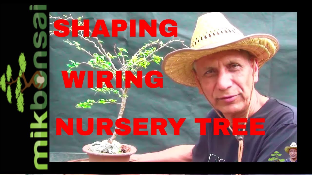 Unlocking the Secrets: Japanese Fuji Cherry Bonsai Tree Transformation  Part 2, Iqbal Khan bonsai,