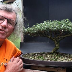 Preparing My Serissa for the Bonsai Shows, Part 1, The Bonsai Zone, Aug 2024