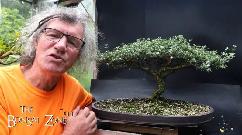 Preparing My Serissa for the Bonsai Shows, Part 1, The Bonsai Zone, Aug 2024