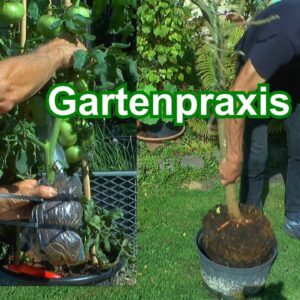 Gartenpraxis Baum retten im Topf und Tomaten durch Abmoosen vermehren Maulbeerbaum Abmoosung ohne Ho