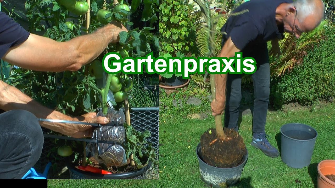 Gartenpraxis Baum retten im Topf und Tomaten durch Abmoosen vermehren Maulbeerbaum Abmoosung ohne Ho