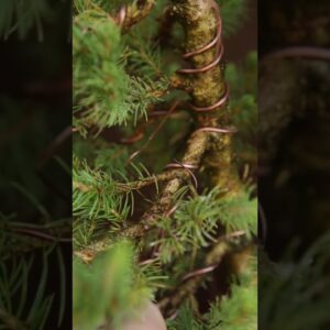 Prune everything off? Wire Scars: Check and unwire Bonsai in time.