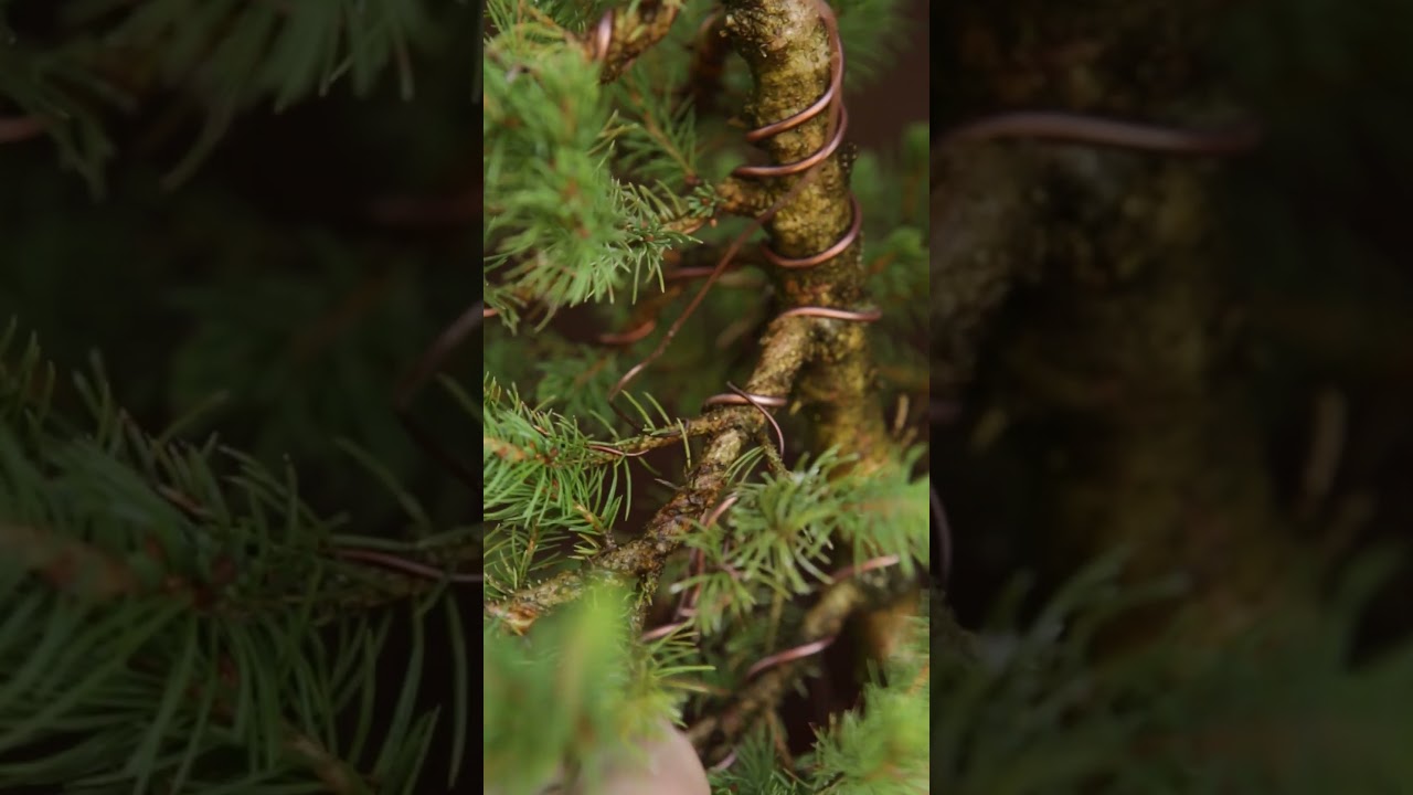 Prune everything off? Wire Scars: Check and unwire Bonsai in time.