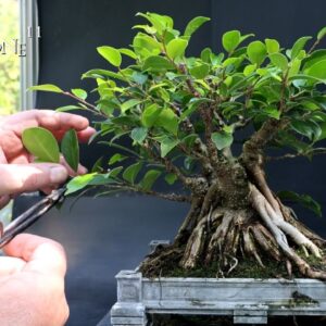 Pruning My Vietnam Style Ficus and Updates, The Bonsai Zone, Aug 2024