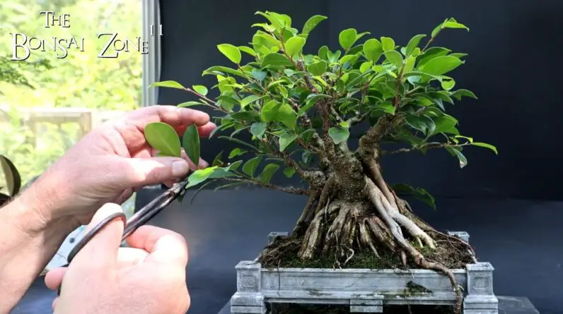 Pruning My Vietnam Style Ficus and Updates, The Bonsai Zone, Aug 2024