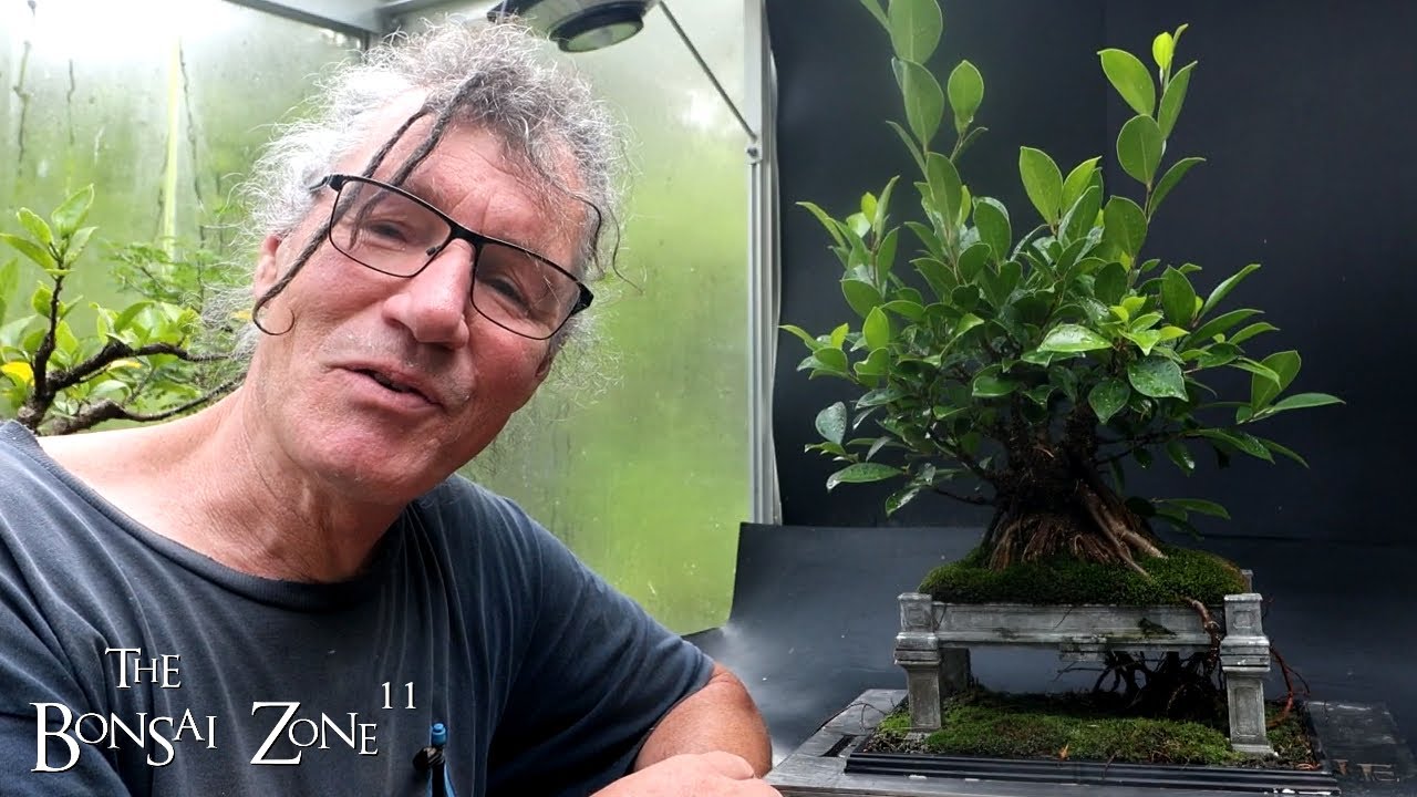 Pruning My Vietnam Style Ficus microcarpa, The Bonsai Zone, July 2024