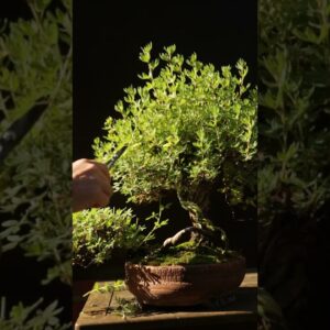 Pruning Potentilla Bonsai for structure