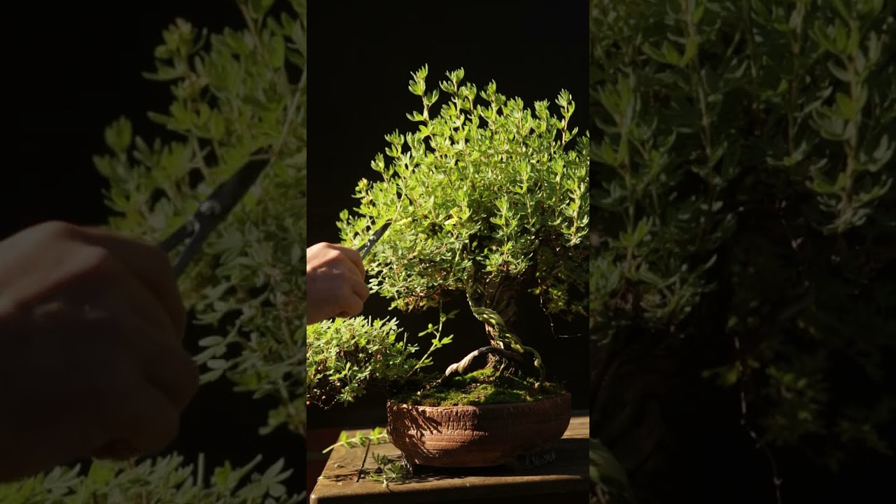 Pruning Potentilla Bonsai for structure