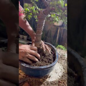 Repotting My 3 Year Old Jade Bonsai  #shorts #bonsai #jadeplant