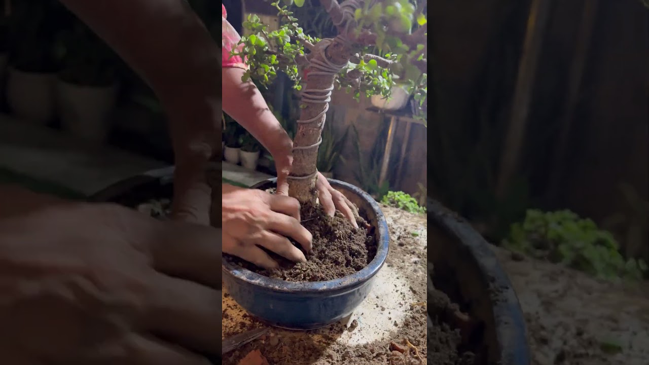 Repotting My 3 Year Old Jade Bonsai  #shorts #bonsai #jadeplant