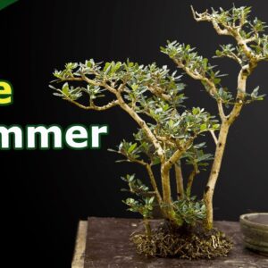 Repotting & Pruning Olive bonsai in Summer