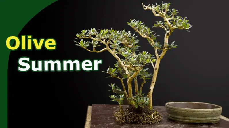 Repotting & Pruning Olive bonsai in Summer